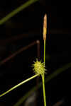 Sulphur sedge